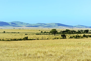 Fototapeta premium African savanna in Kenya