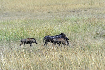 Pumbaa in the African savannah