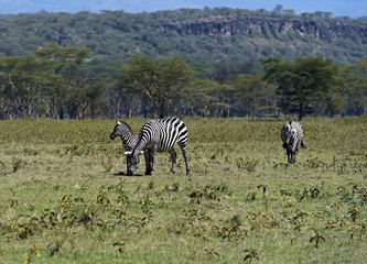 Zebra in the savannah