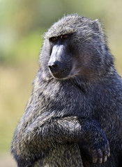 Baboons