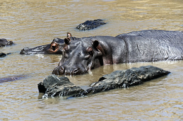 Fototapeta premium Hippo in the African savannah
