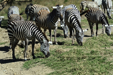 Zebra in the savannah