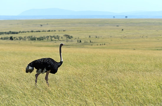 Ostrich in the African savannah