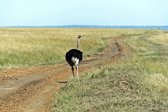 Ostrich in the African savannah
