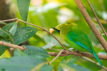 Greater green leafbird