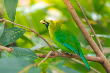 Greater green leafbird
