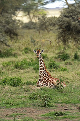 Giraffe in the African savannah