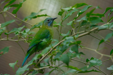 Greater green leafbird