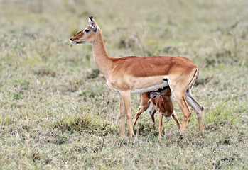 Antelope Impala in the savannah