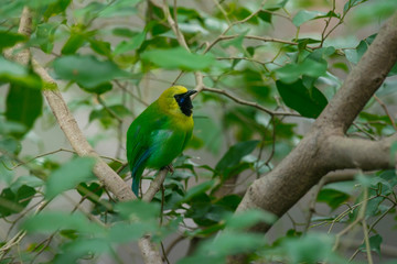 Greater green leafbird