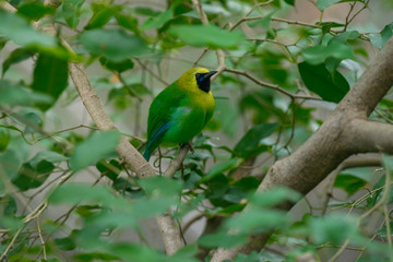 Greater green leafbird