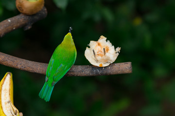 Greater green leafbird