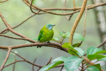 Greater green leafbird
