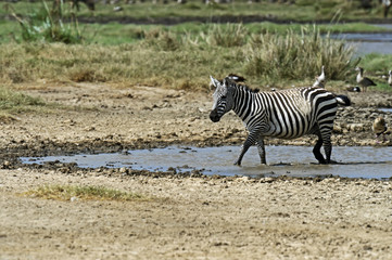 Obraz na płótnie Canvas Zebra in the savannah