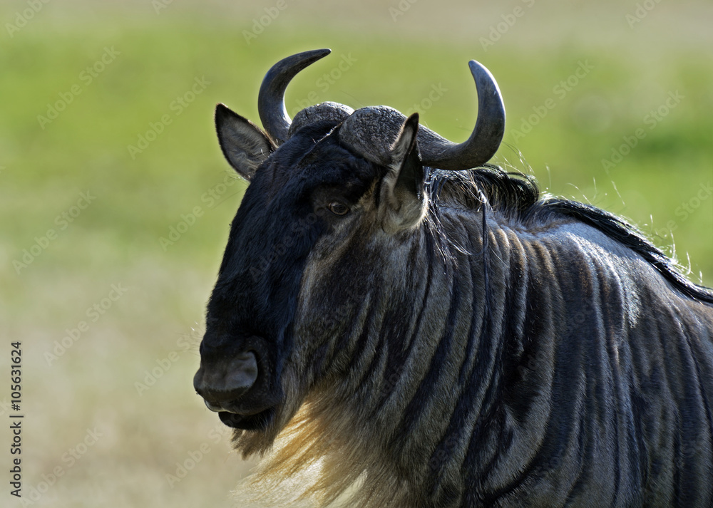 Wall mural Wildebeest in Masai Mara