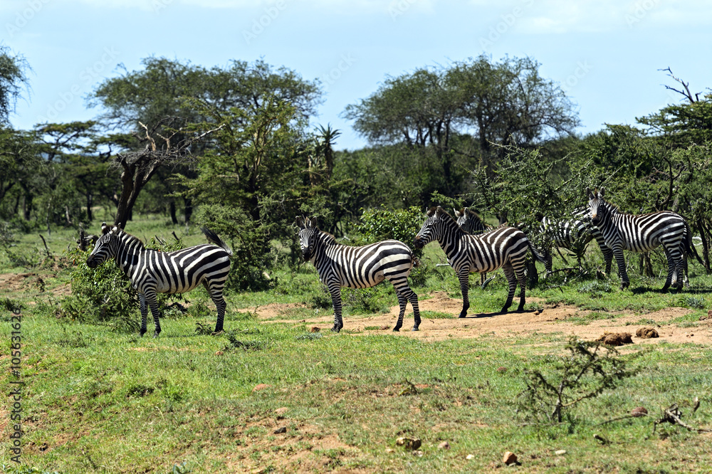 Poster Zebra in the Masai Mara