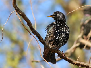 Common Starling on branch, Sturnus vulgaris