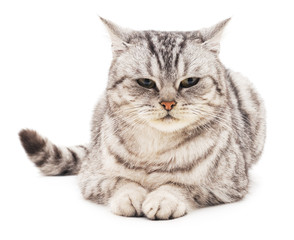 Obraz premium The gray cat.