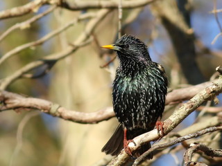 Common Starling on branch, Sturnus vulgaris