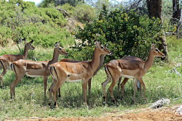 Naklejka na ściany i meble Impala gazelle in the savannah