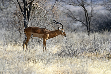 Impala gazelle in the savannah