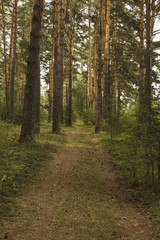 Road in a pine forest. Summer, day.