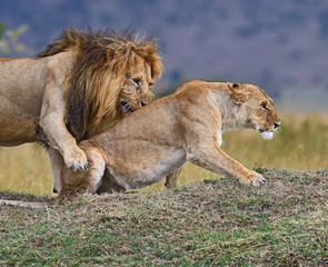 Fototapeta na wymiar Portrait of African lion