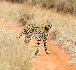 Obraz na płótnie Canvas Serval Tsavo Park