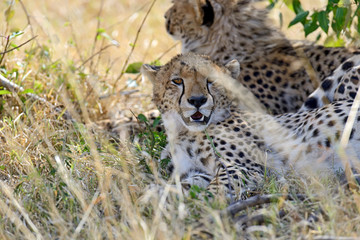 Masai Mara Cheetahs