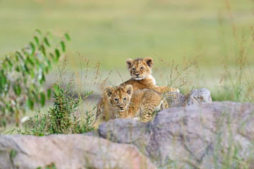 Portrait of African lion