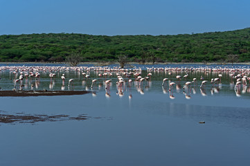 Fototapeta na wymiar Flamingo on Lake hock