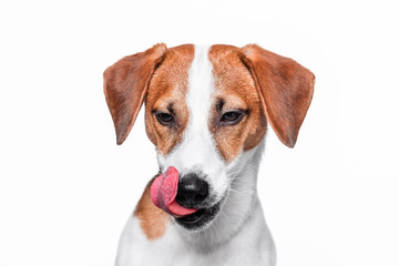 Happy dog isolated