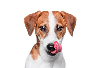 Happy dog isolated