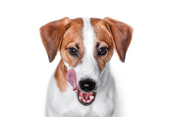 Happy dog isolated
