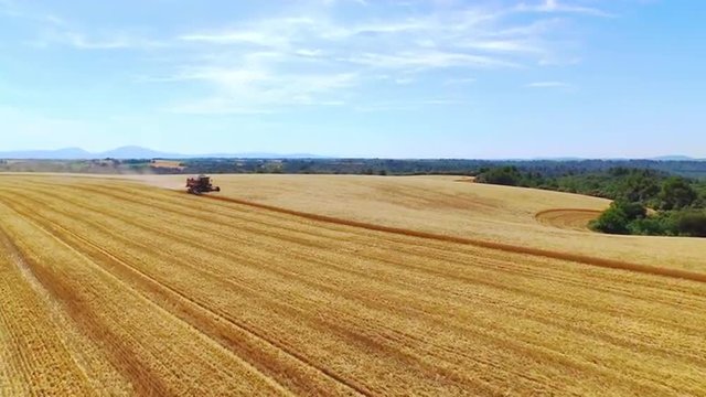 AERIAL: Harvester cutting crop on gold yellow wheat field in sunny summer