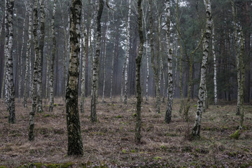 Birkenwäldchen im Winter