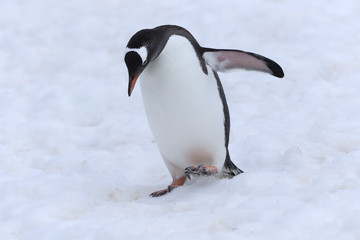 Gentoo Penguin, Antarctica. 