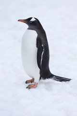Gentoo Penguin, Antarctica. 