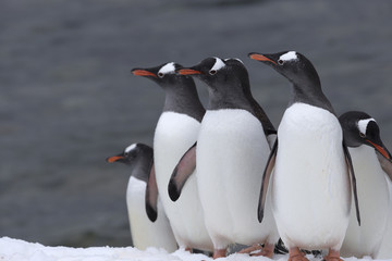 Gentoo Penguins, Antarctica.  © Johannes Jensås