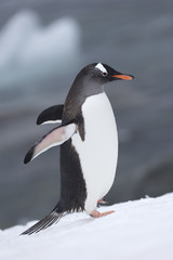 Gentoo Penguin, Antarctica. 