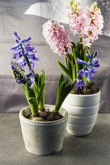 Fototapeta na wymiar Hyacinths in a pot, blue and pink. Grey background.