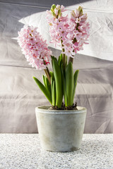 Hyacinths in a pot, blue and pink. Grey background.