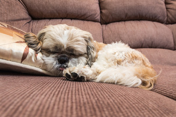 shih tzu on sofa