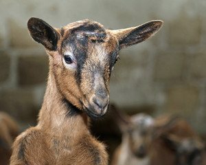 young newborn Kid in the straw with the soft coat  