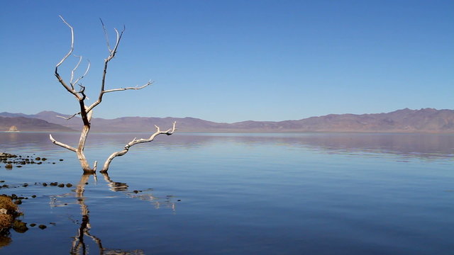 A surreal view of a natural lonely dead tree on the edge of Pyramid Lake, Nevada, Utah, which would work well in an artistic type conceptual video with mountains in the background.