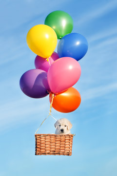 puppy flying in a basket with air balloons