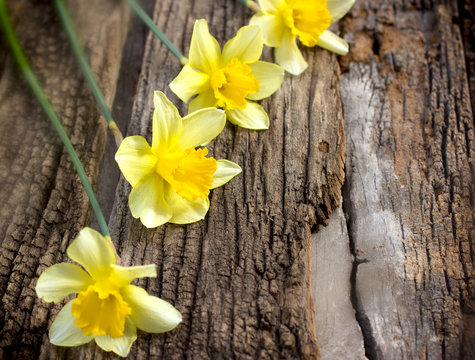 Daffodils - Narcissus flowers on rustic wooden background