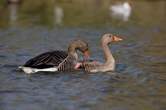 Greylag Goose, goose - copulation