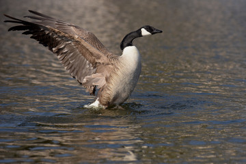 Canada Goose, Branta canadensis