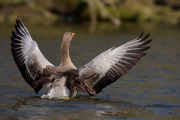 Greylag Goose, goose
